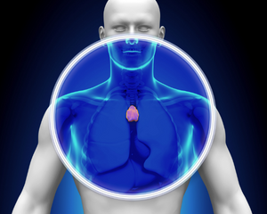 The thymus gland is associated with the high heart chakra