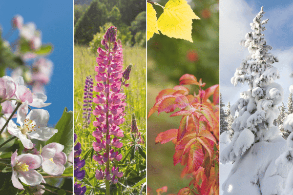 A collage of nature throughout all four seasons - different flowers and trees as they blossom and change throughout the year
